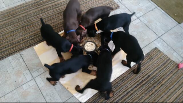 Cuccioli di Dobermann girano formando una girandola durante i pasti