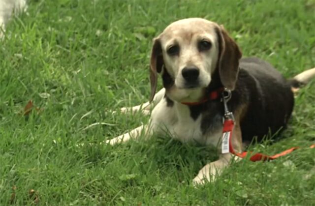 Annie, la cagnolina che ha rischiato di morire annegata