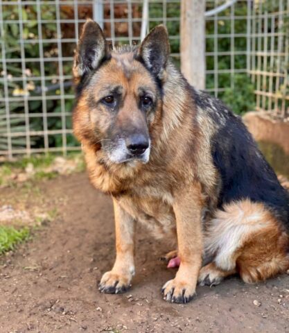 Argo, il cagnolino dagli occhi tristi è alla ricerca di una famiglia