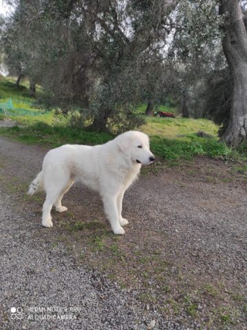 Aslan, il cagnolone che è di nuovo in cerca di una casa
