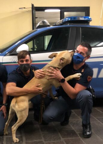 Bobi, il cagnolone maltrattato è stato salvato dalla Polizia