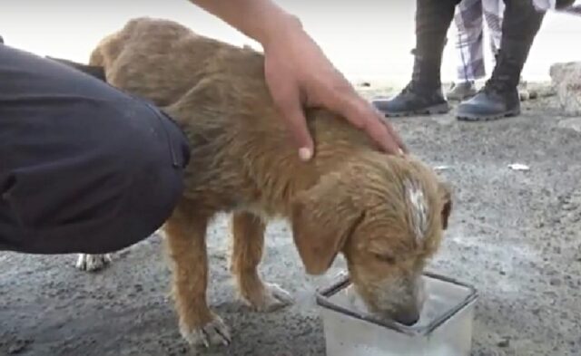 Boby, il cagnolino che è rimasto intrappolato in un pozzo per due mesi