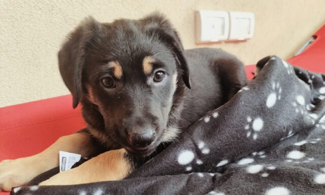 Brunella, la cagnolina nata in strada è alla ricerca di una famiglia