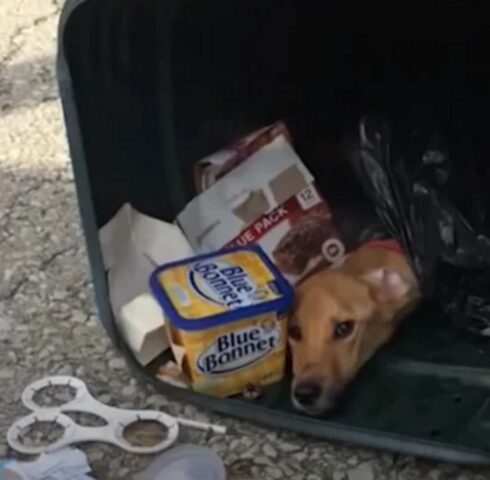 Cagnolina abbandonata nella spazzatura a causa di un trasloco