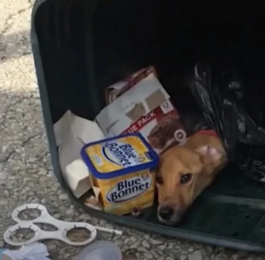 cagnolina