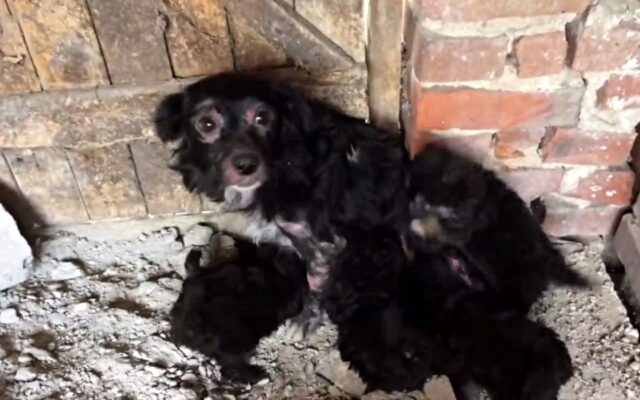 Cagnolina partorisce in condizioni orribili, ma riesce a salvare i suoi cuccioli