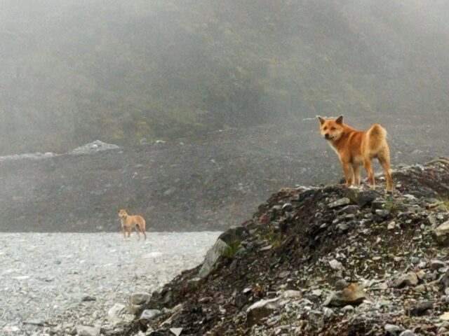 Cane canoro della Nuova Guinea riappare dopo 50 anni in Indonesia