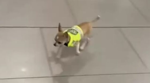 Chiqui il cagnolino Chihuahua poliziotto che terrorizza i narcotrafficanti in un aeroporto del sud America