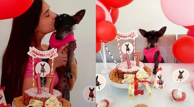 Chiquinha, la cagnolina che ha festeggiato 17 anni e ha sconfitto il cancro