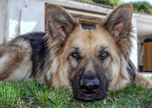 Cane lanciato dal balcone di un motel viene adottato da un veterano della marina disabile