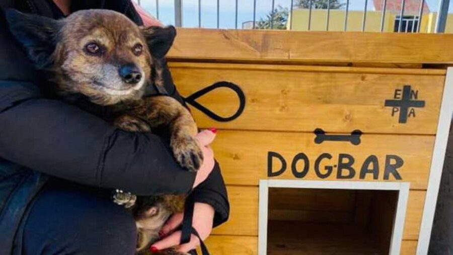 cagnolino in un dog bar