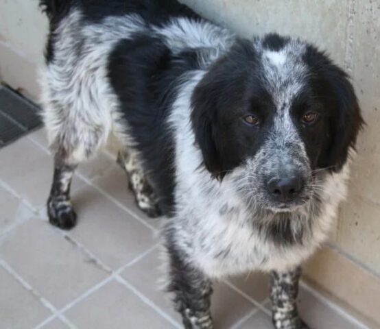 Dory: solare e intelligente Border Collie è in cerca di una dolce famiglia