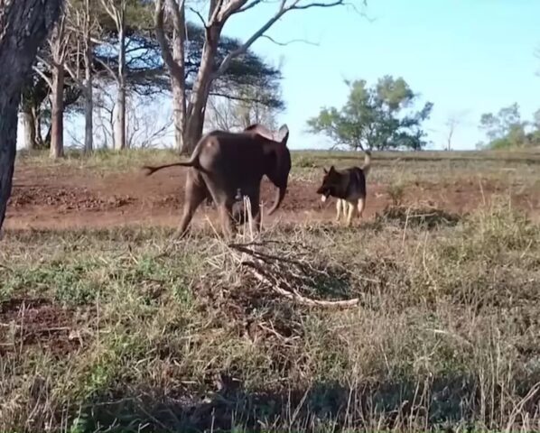 Duma e Ellie, il Pastore Tedesco e l’elefante che sono diventati inseparabili