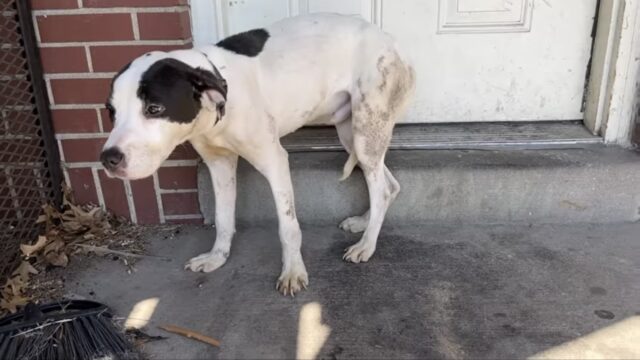 Cagnolino abbandonato dal proprietario crudele impara che gli umani possono essere gentili