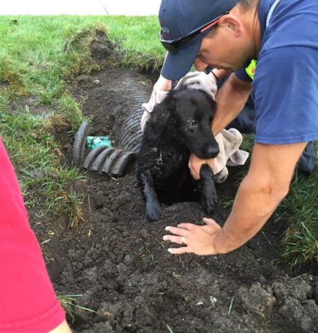 Edgar, il cagnolone scomparso da una settimana è stato ritrovato