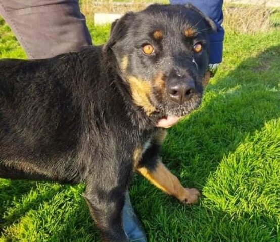 Giusy: Rottweiler di circa 2 anni cerca un papà umano con cui giocare