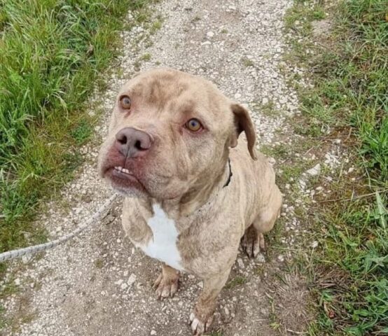 Grino: Pitbull di taglia medio grande è in cerca di un’adozione speciale