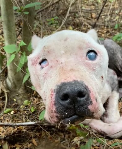 Halo, il Pitbull cieco che è stato abbandonato nel bosco