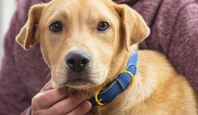 Hill’s Pet Nutrition annuncia il ritorno della campagna #MissioneAmiciPerSempre a sostegno degli animali in difficoltà