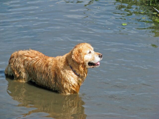 Ufficiale in Florida ha salvato un cane intrappolato in un canale