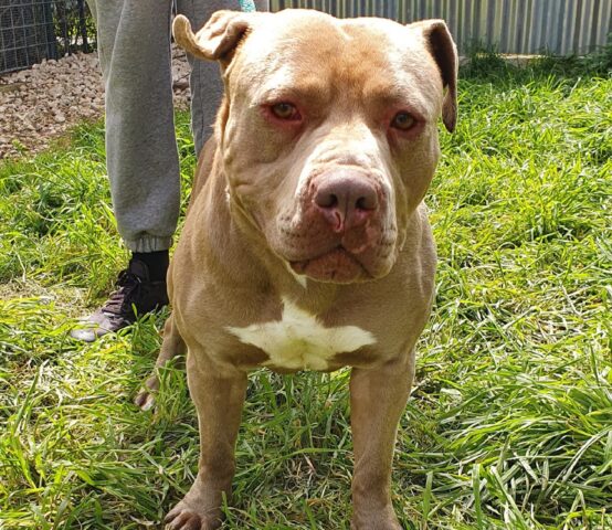 Jude cerca casa: cucciolone di Pitbull attende un’adozione consapevole