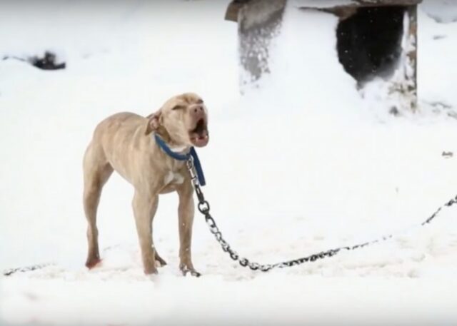 Kiah, la cagnolona abbandonata sotto la neve è salva grazie a un poliziotto