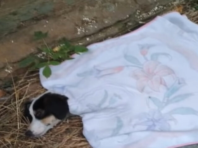 Cane salvato dalla strada impara a camminare di nuovo