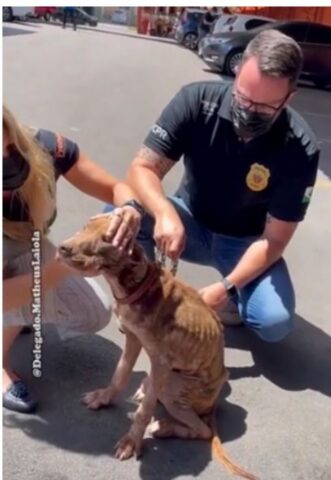 Cucciola di cane salvata da una condizione disumana: la sua storia