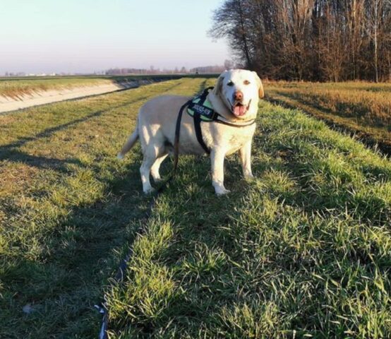 Leo: magnifico Labrador color miele è in cerca di un’adozione