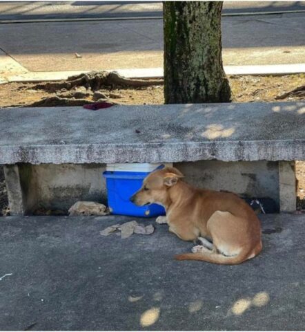 Leo, il cagnolone che ha perso il suo umano e lo ha aspettato ogni giorno