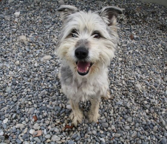 Liam: Bergamasco di 2 anni sogna un futuro insieme ad una nuova famiglia