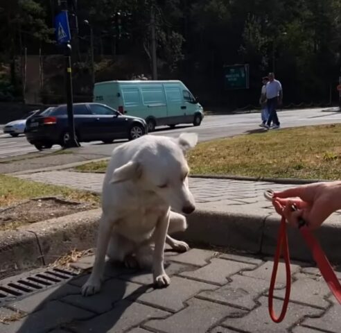 Lily, la cagnolona randagia che chiedeva aiuto a tutti i passanti