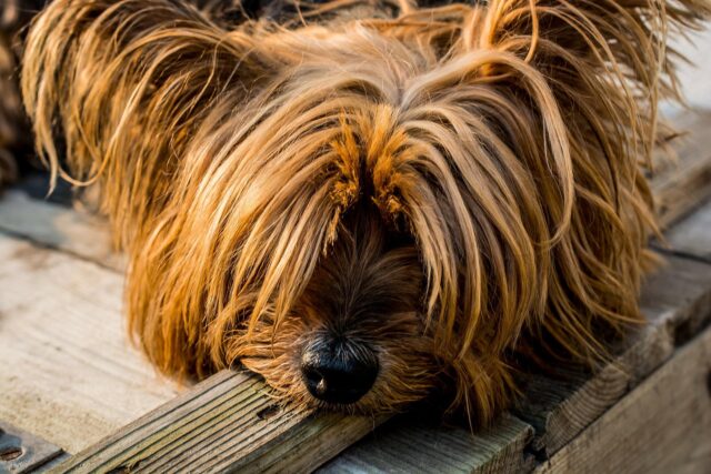 Donna sente dei dolori al petto dopo la morte del suo cane: scopre che il suo cuore è davvero rotto