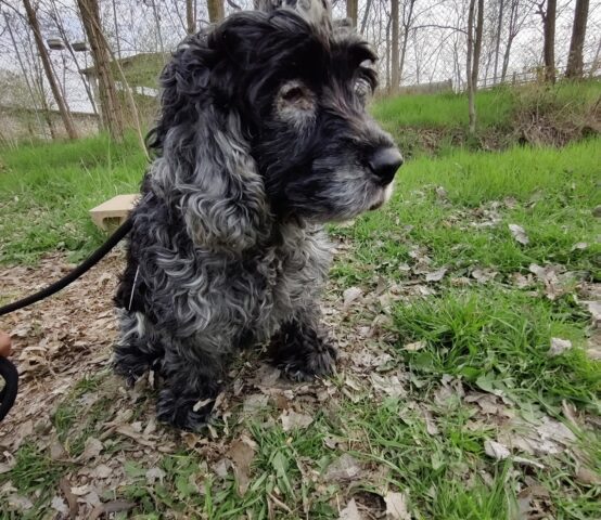 Marisa: Cocker Spaniel Blu Roano cerca una mamma con cui iniziare una nuova vita