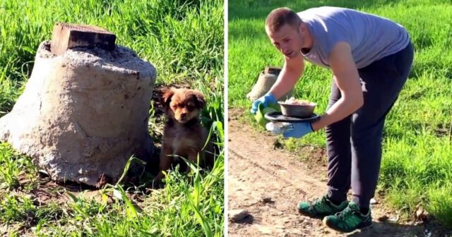 Milan, l’uomo che voleva salvare un cucciolo, ha subito un’imboscata