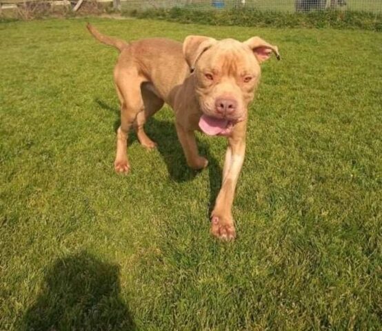 Pelle: Pitbull di circa un anno pieno di vitalità cerca un papà con cui giocare