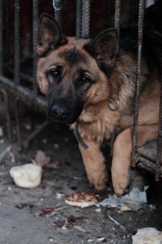 80 cani vengono salvati: la loro padrona era stata sopraffatta dalle cucciolate