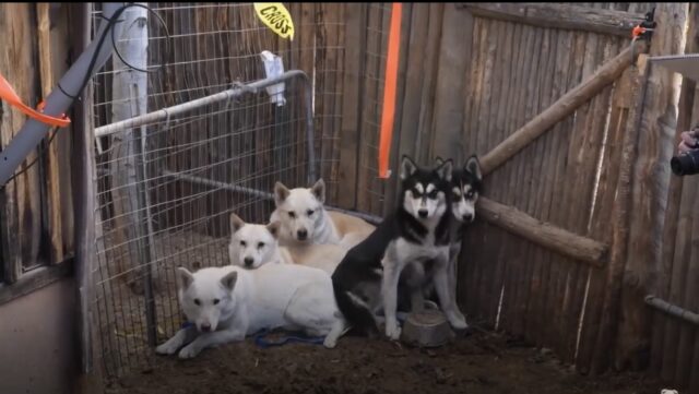 Cuccioli appartenenti a una persona senza cuore si rannicchiano insieme per non morire di freddo