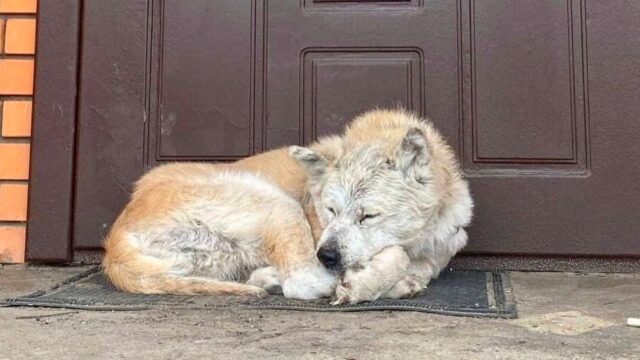 Reeny, la cagnolona che aspetta da mesi la sua umana scomparsa a causa della guerra