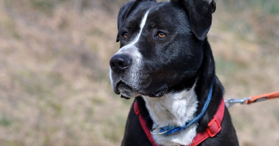 Rocco dalla pettorina rossa