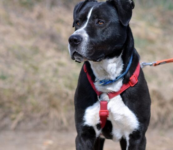 Rocco: Molosso abbandonato in canile cerca una mamma dolce e affettuosa