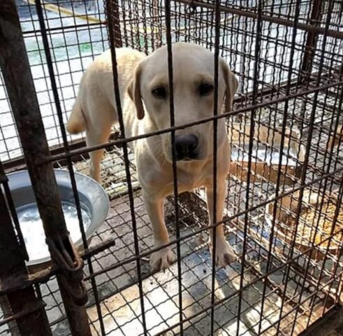 Sandie, la cagnolona salvata dal macello di carne, ha trovato la felicità