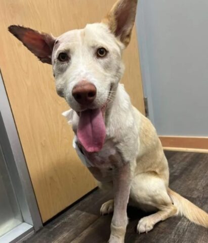 Shelby, la cagnolina a cui hanno sparato più volte, ce l’ha fatta