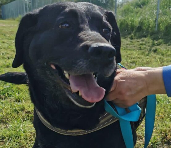 Sofia: magnifica Labrador dal pelo nero cerca una casa in cui vivere