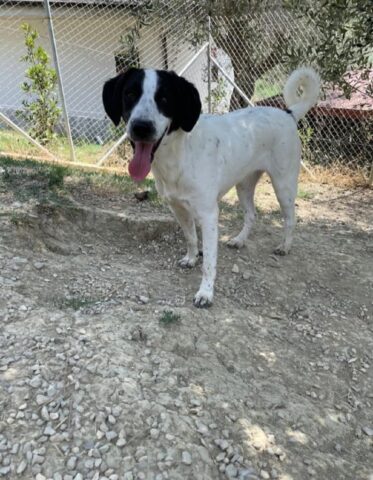 Stracciatella, la cagnolina che sta crescendo in canile è alla ricerca di una famiglia