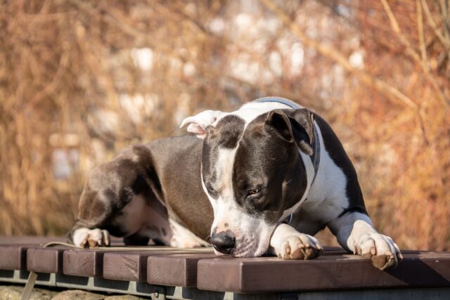 Agente salva una cucciola di Pitbull che versava in pessime condizioni