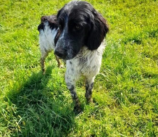 Vince: Setter Inglese di 2 anni e mezzo attende impaziente un’adozione