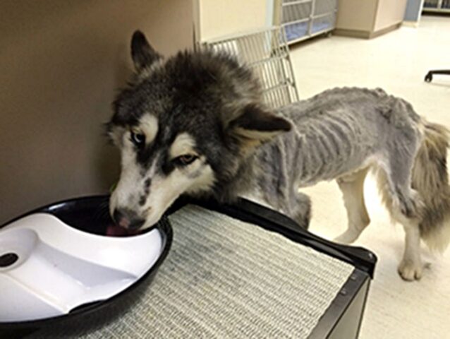 Willow, la cagnolona trovata pelle e ossa è rinata dopo essere stata salvata