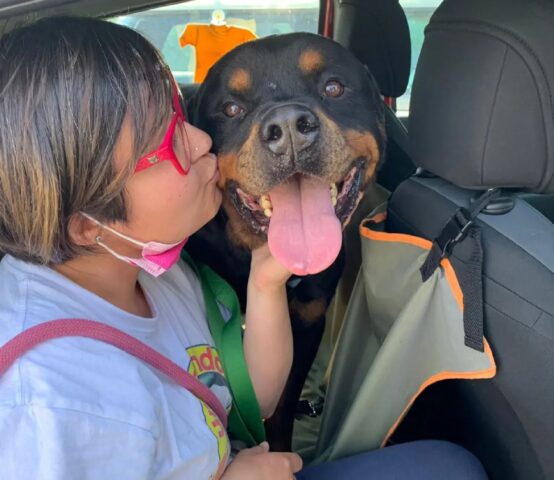 Zeus: Rottweiler giocherello è in cerca di un papà che l’adotti