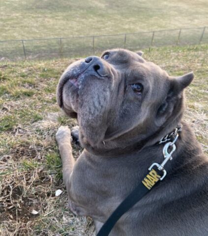 Zeus, il cagnolone scomparso ha ritrovato il suo umano